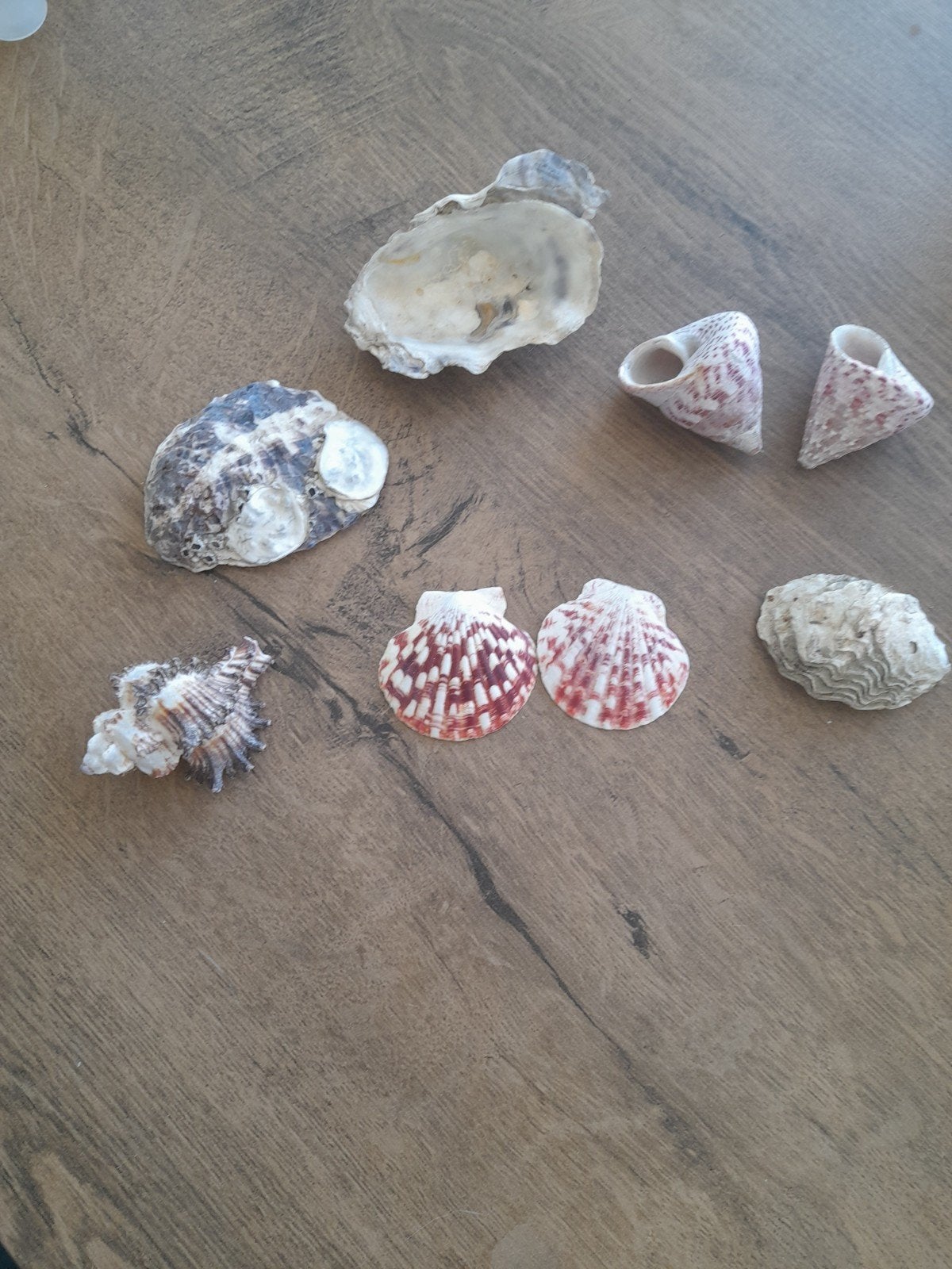 schelpen, Ophalen of Verzenden, Schelp(en)