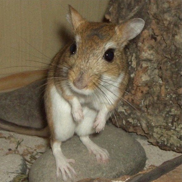 Perzische gerbils, Juli, Meerdere dieren, Overige typen