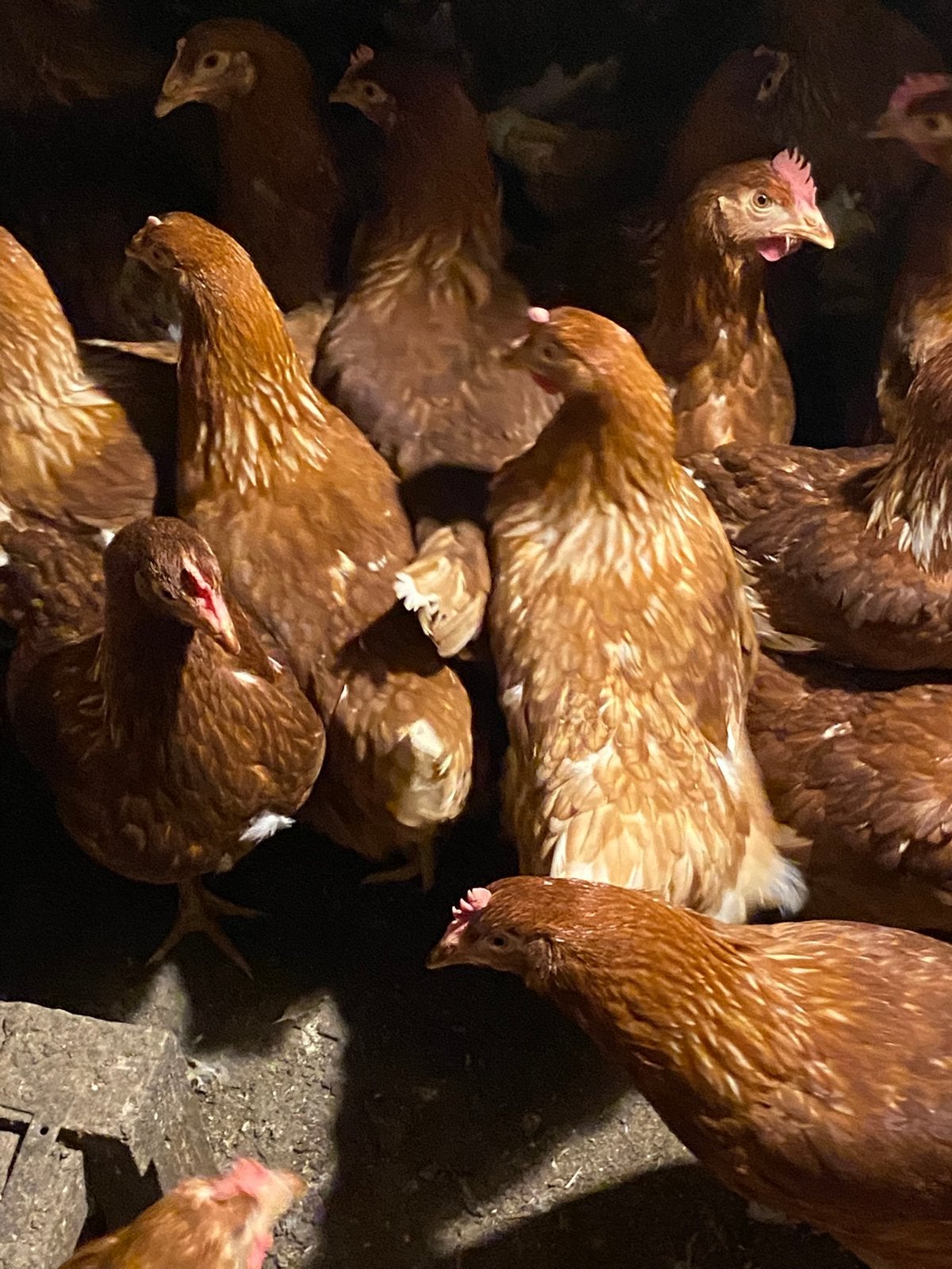 Bruine jonge leghennen, Dieren en Toebehoren, Vrouwelijk, Kip