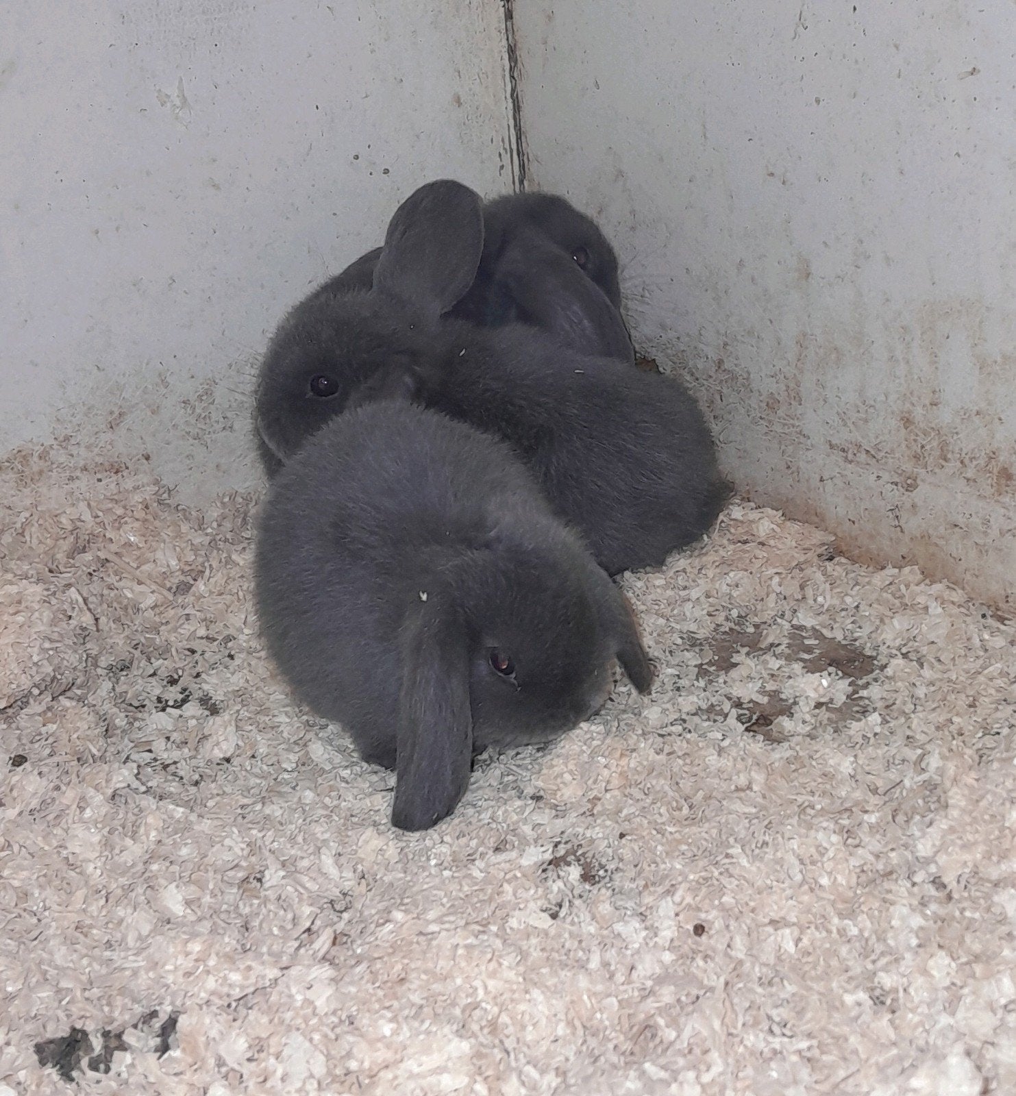 Jonge hangoordwergjes...minilop.