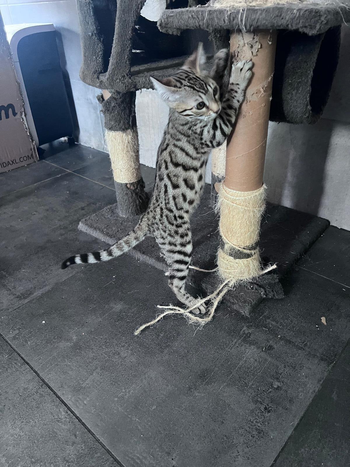 Bengaalse kittens, Dieren en Toebehoren, Meerdere dieren, 0 tot 2 jaar