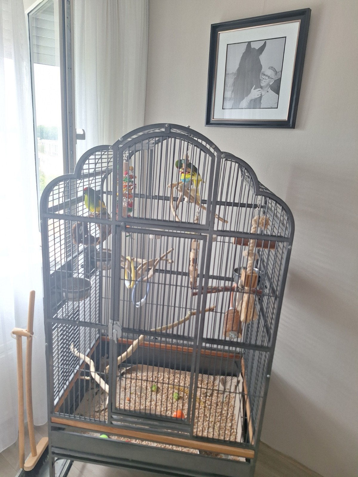 kakarikis m/v koppel  incl kooi, Ophalen of Verzenden, Zo goed als nieuw, Metaal, Vogelkooi