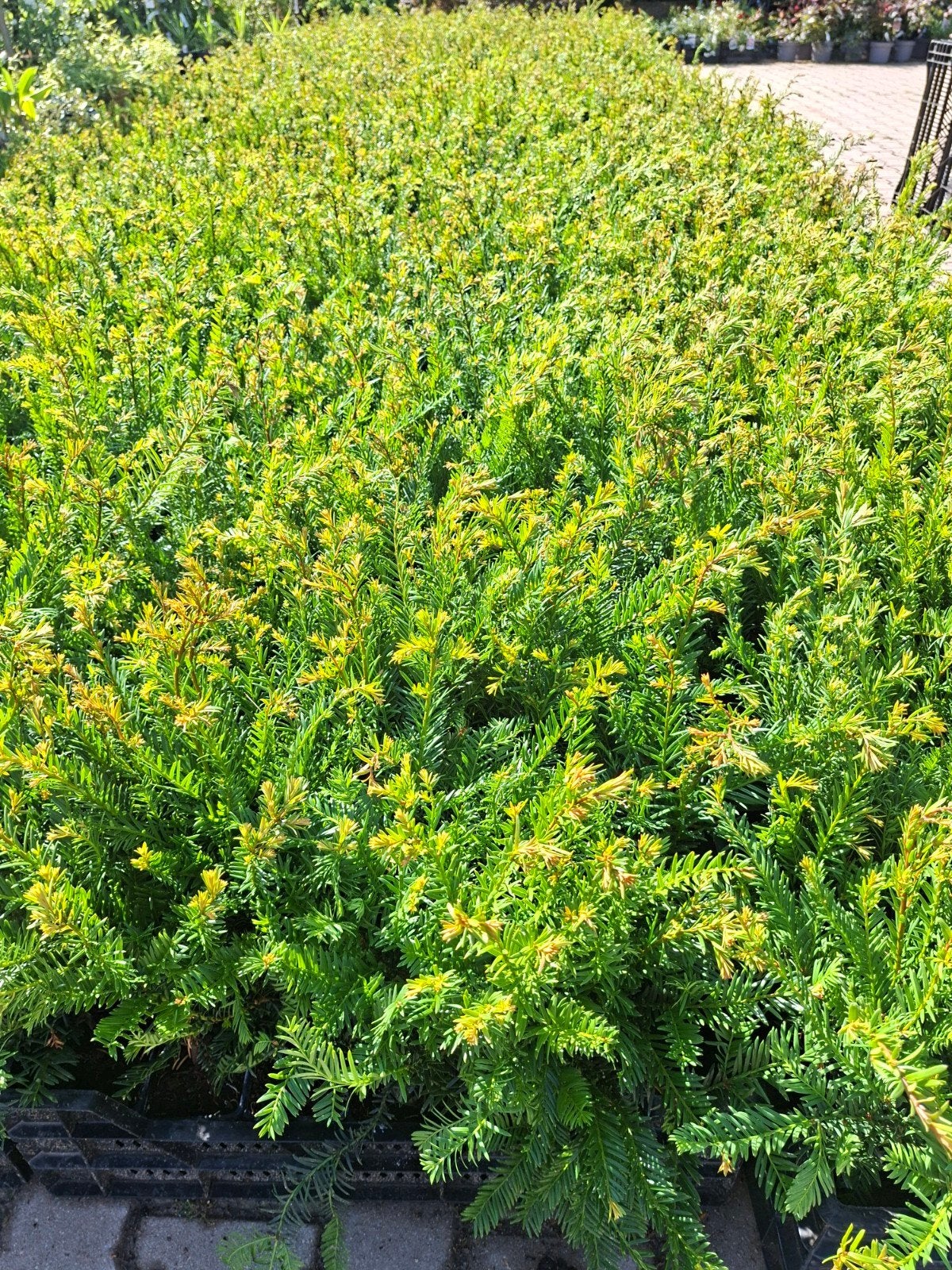 Taxus baccata €2.00, Ophalen of Verzenden, Taxus, Minder dan 100 cm