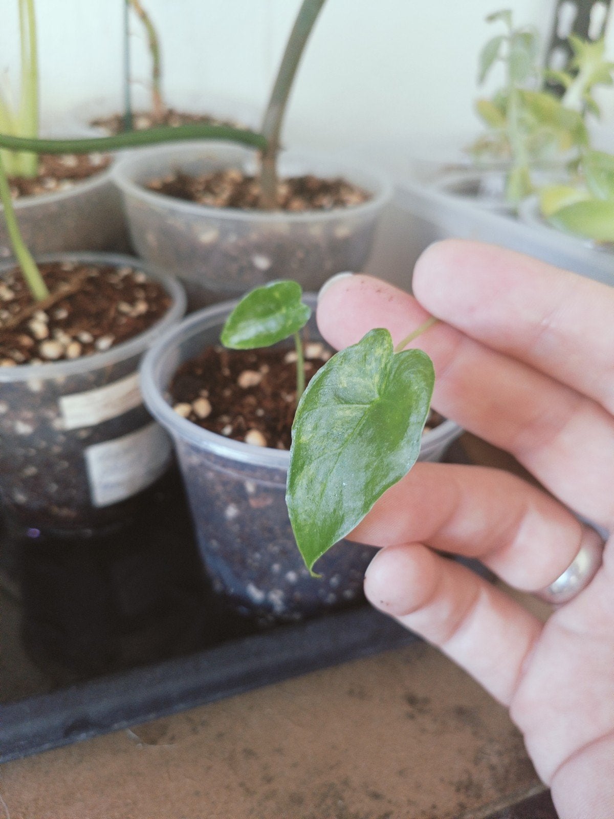 Alocasia gaugena aurea, Overige soorten, In pot, Minder dan 100 cm, Groene kamerplant