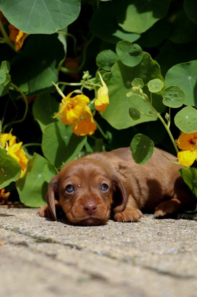 Teckelpups, Dieren en Toebehoren, België, Particulier, 8 tot 15 weken, Korthaar