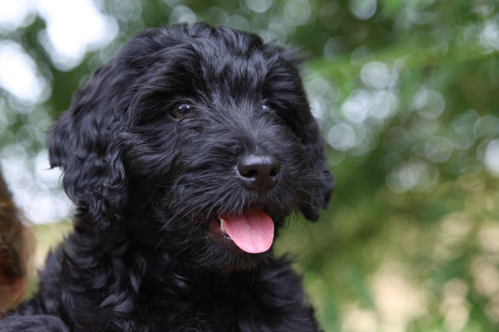 Lieve doodle pup, Dieren en Toebehoren, Honden | Niet-rashonden, Klein, Teef, Fokker | Hobbymatig, Eén hond, Nederland, 8 tot 15 weken