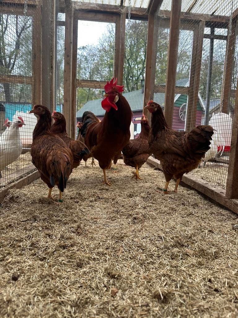 Broedeieren leghorn rood, Dieren en Toebehoren, Pluimvee, Geslacht onbekend, Kip