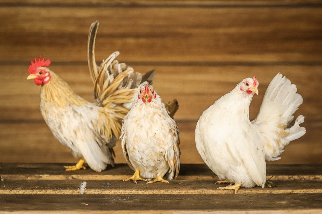Serama | Lieve kip | Kippen | Deskundig advies, Meerdere dieren, Kip