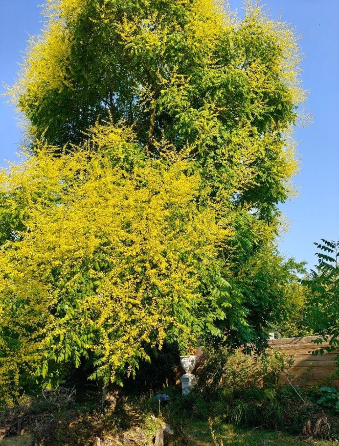 Bijenboom Koelreuteria Paniculata droogteresistnt ziekvrij, Overige soorten, Zomer, Ophalen, Volle zon