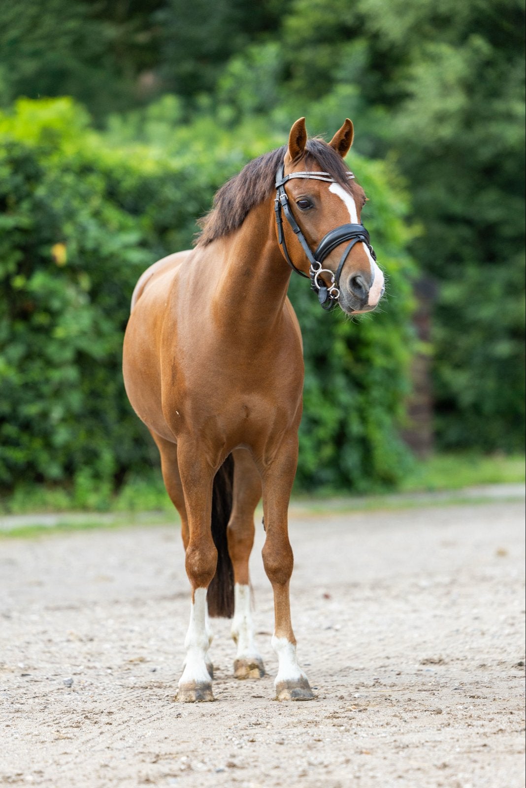 7 jarige C Welshpony ruin, Minder dan 160 cm, Met stamboom, Ruin, Dressuurpaard