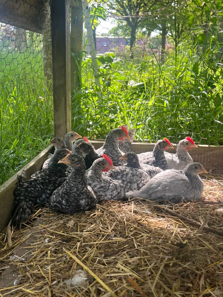 Friese kriel, Dieren en Toebehoren, Meerdere dieren, Kip