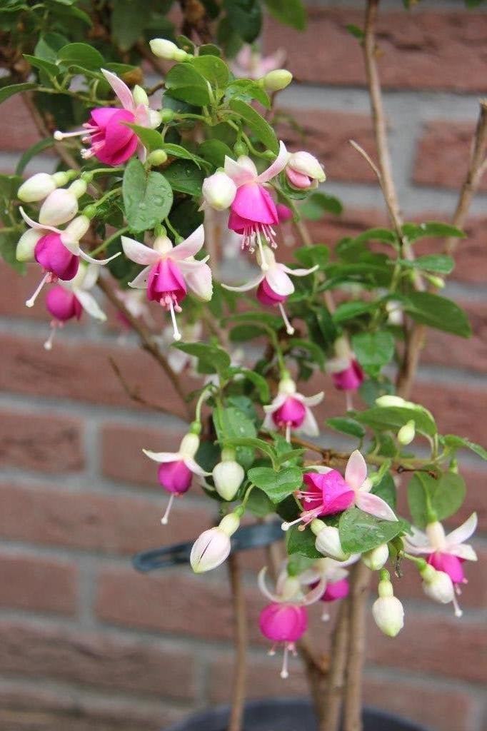 Mooie sterke fuchsia met heldere kleuren., Tuin en Terras, Vaste plant, Halfschaduw, Zomer, Ophalen