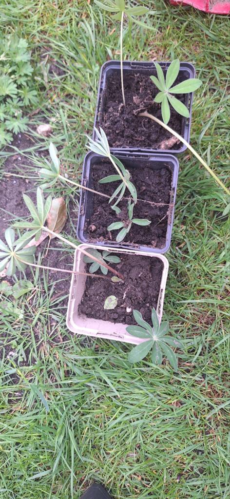 Paarse lupine, Ophalen, Overige soorten, Volle zon