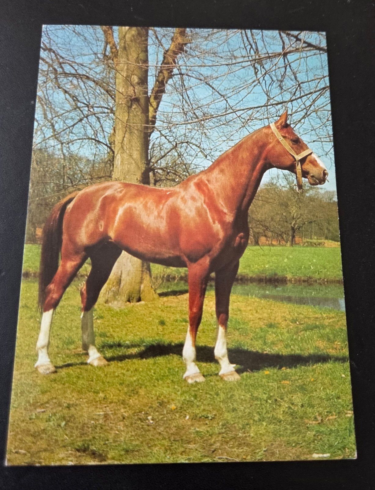 Prachtig Paard in de Natuur, Verzenden, 1960 tot 1980, Ongelopen, Paard