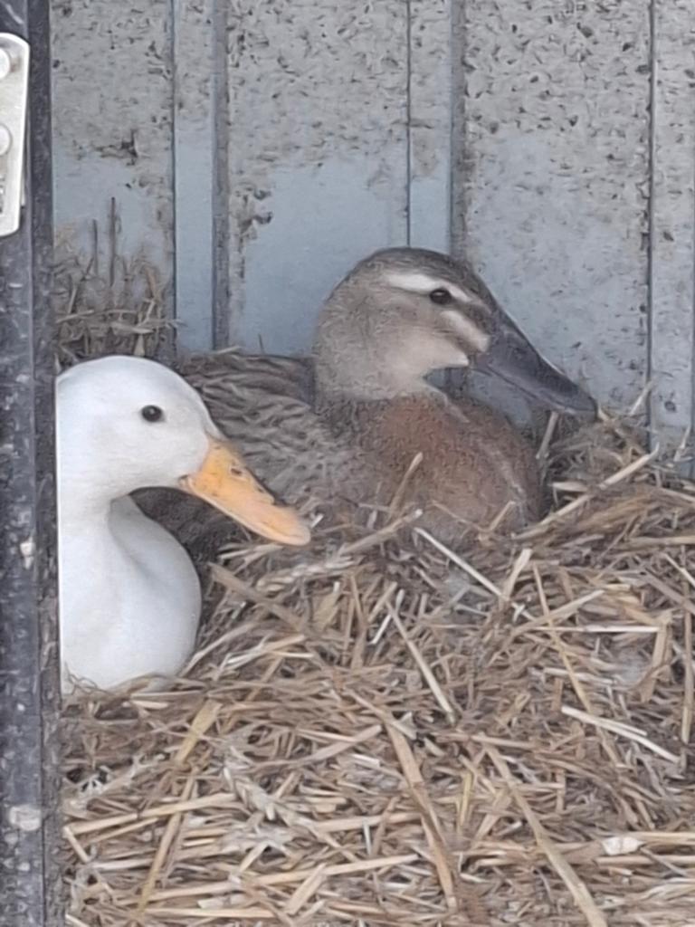 Loopeenden pulletjes op komst, Dieren en Toebehoren, Pluimvee, Geslacht onbekend, Eend