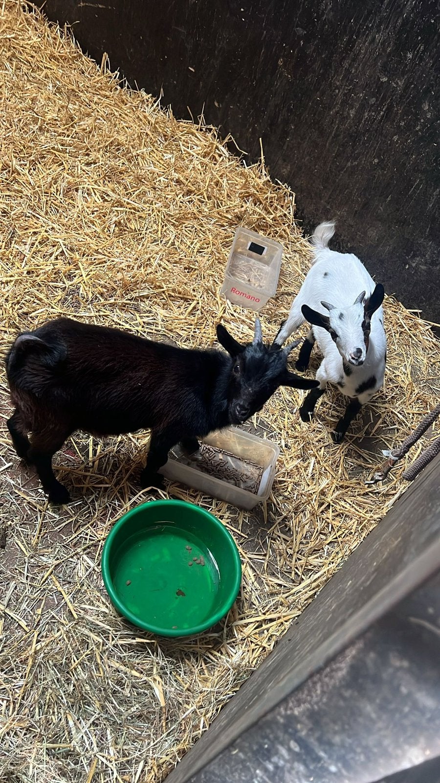 2 bokjes te koop, Mannelijk, Geit