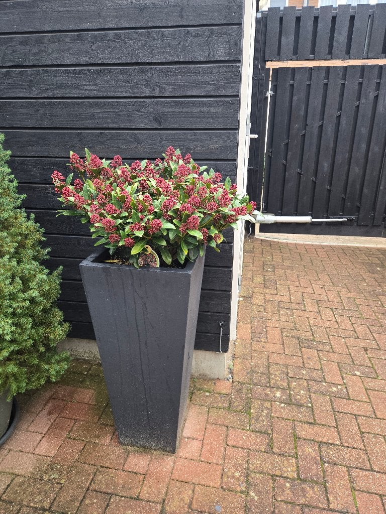 Kerstplant, Volle zon, Vaste plant, Herfst, Ophalen