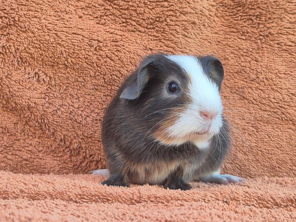 Blauw tan bont gladhaar beertje lief tam klein knuffel, Cavia, Juni, Mannelijk, Tam