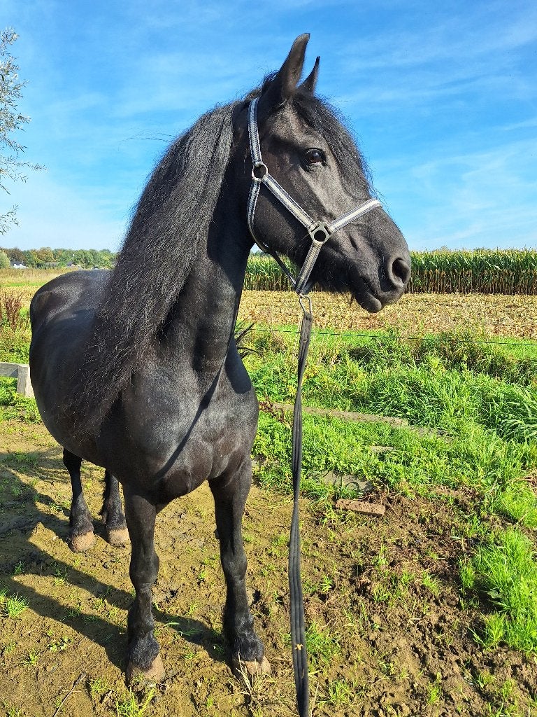 Friese merrie, Minder dan 160 cm, L, 11 jaar of ouder, Recreatiepaard
