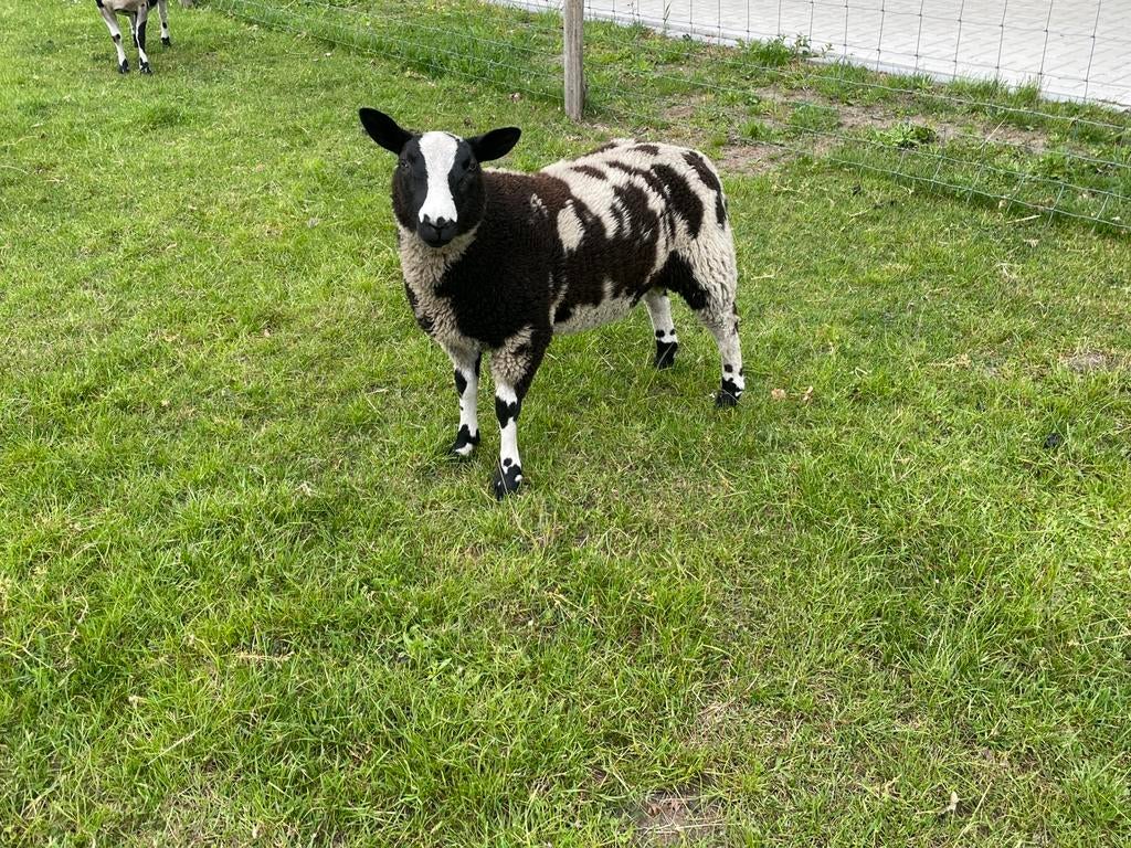 Mooi bonte ramlam, Dieren en Toebehoren, Schapen, Geiten en Varkens, Mannelijk, Schaap