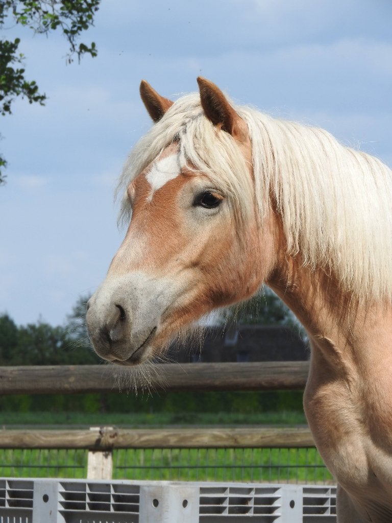 Haflingers te koop, Merrie, Met stamboom, Niet van toepassing, 0 tot 2 jaar