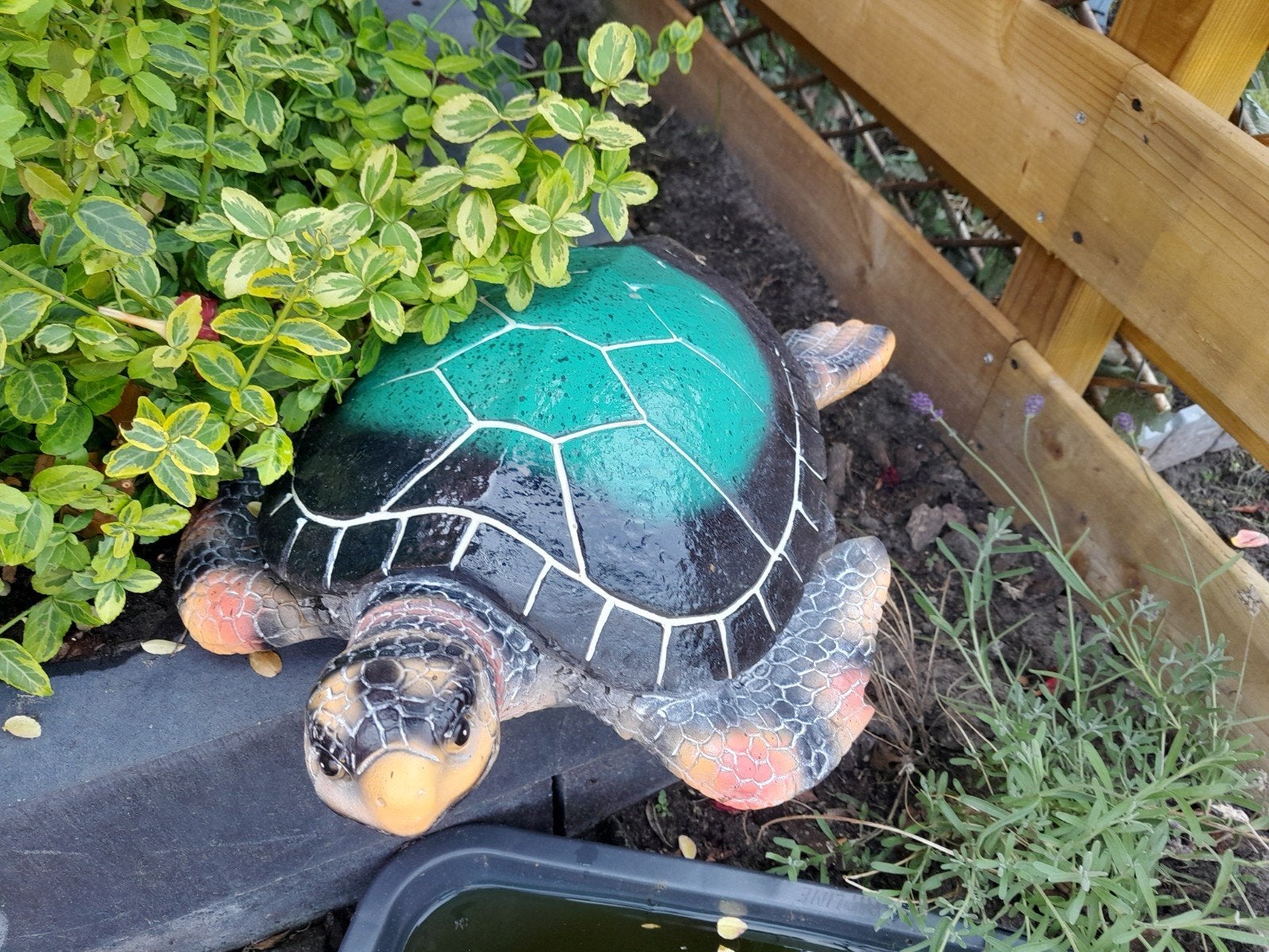 Decoratie schildpad, Ophalen