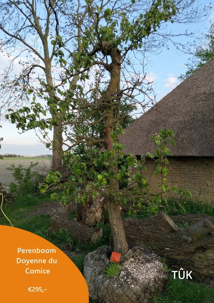 Perenboom Doyenne du Comice 27 jaar, Ophalen, Lente, Volle zon, Perenboom