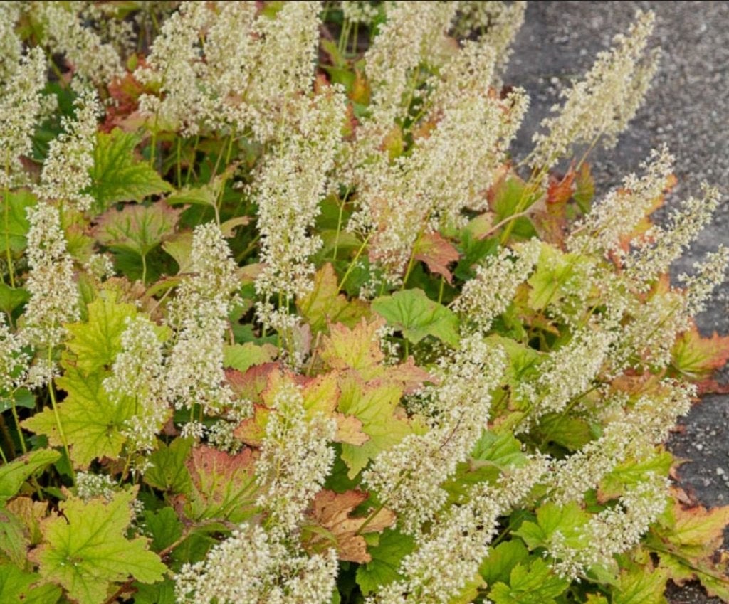Heuchera v maccor 'Chantilly ', Volle zon, Vaste plant, Zomer, Ophalen