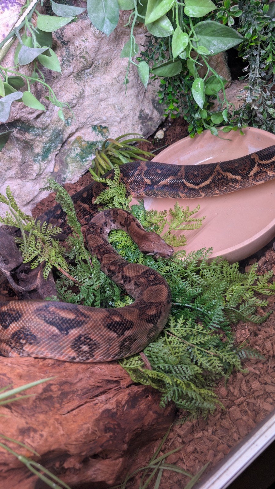 boa constrictor vrouwtje Boa Constrictor photo 2