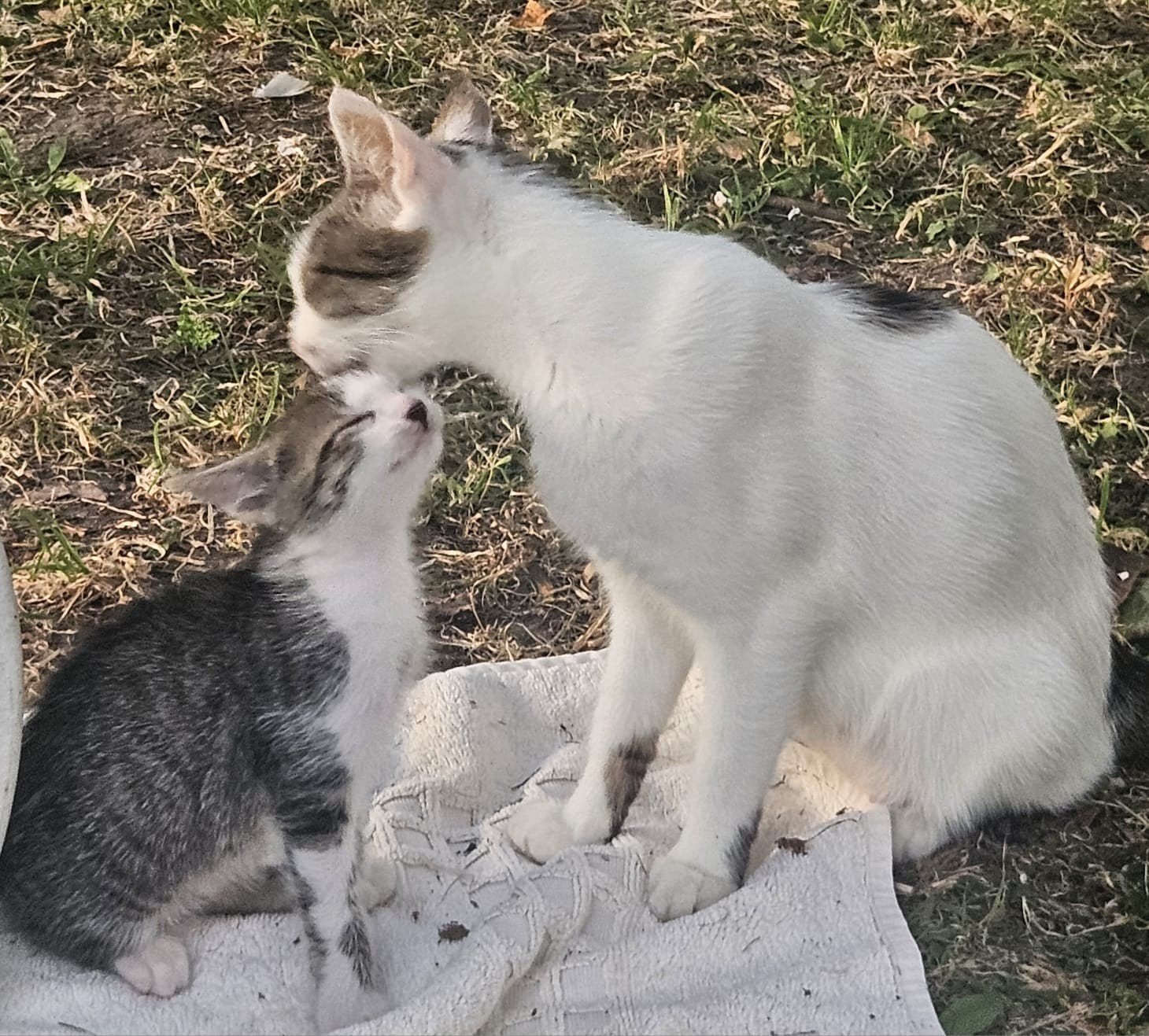 Kittens, Dieren en Toebehoren