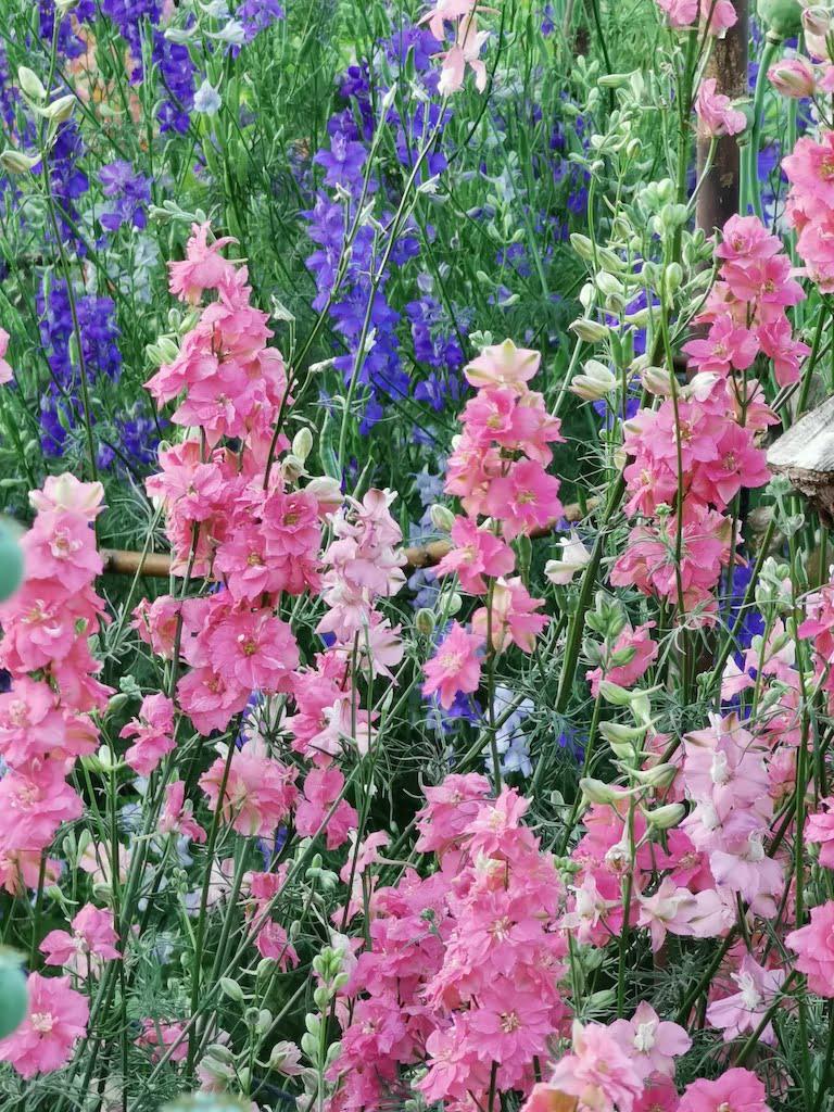 Ridderspoor mix en andere bio zaden, Tuin en Terras, Bloembollen en Zaden, Ophalen of Verzenden, Volle zon
