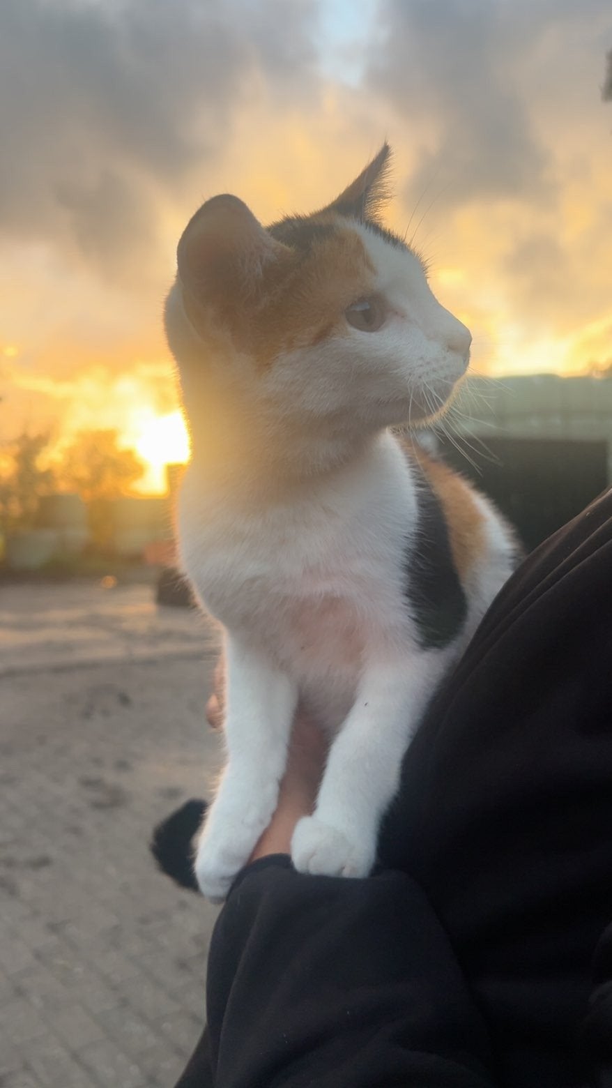 lieve kitten, Dieren en Toebehoren, 0 tot 2 jaar