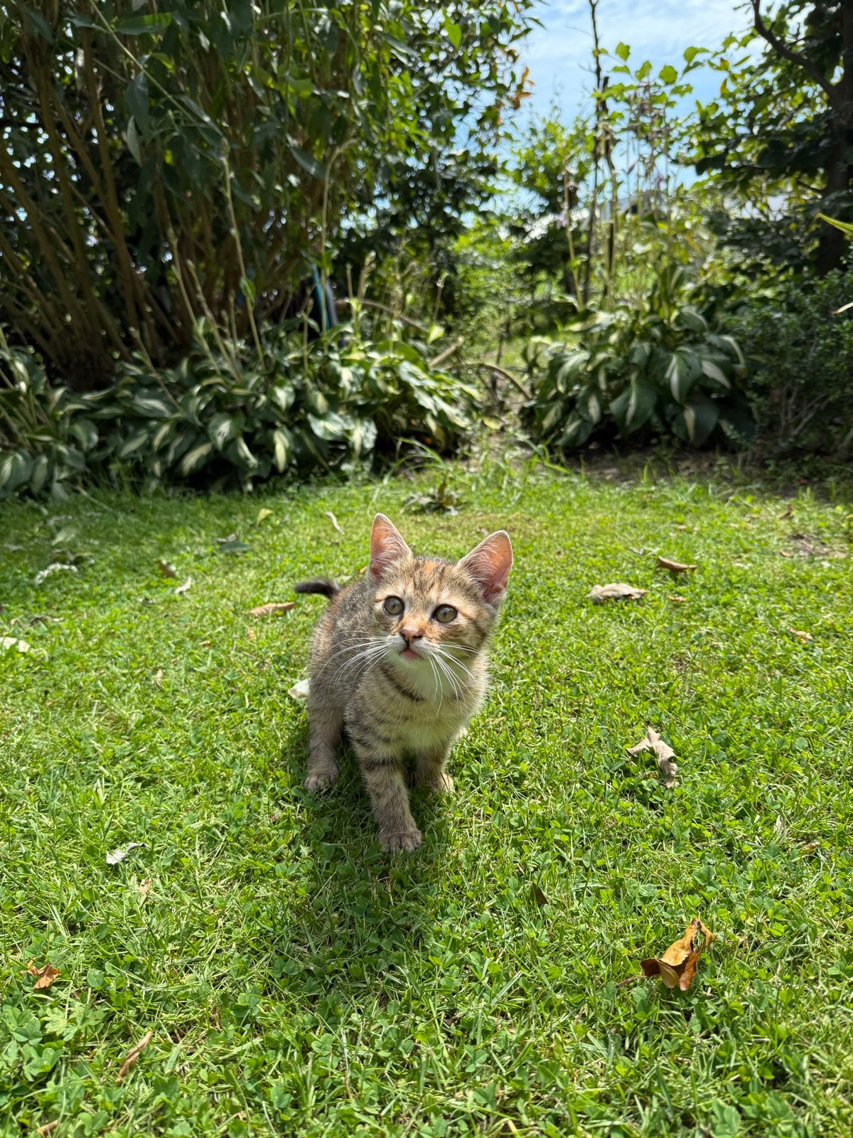 Lieve speelse kitten zoekt baasje, Poes, Kortharig, 0 tot 2 jaar