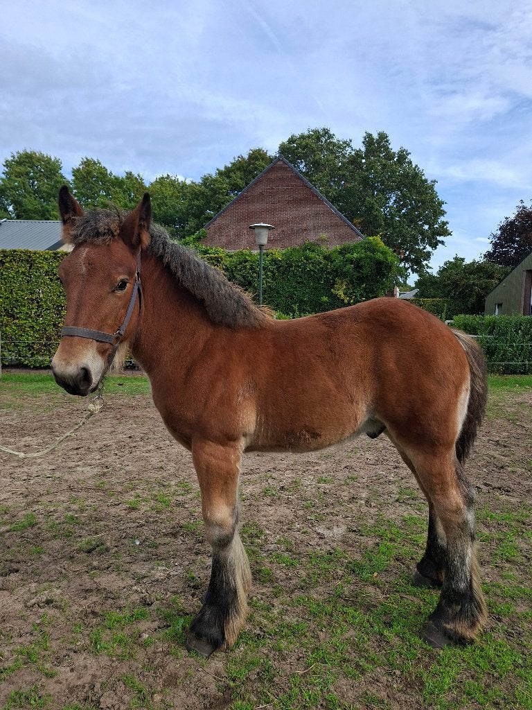 Nederlands Trekpaard, Dieren en Toebehoren, Met stamboom, 0 tot 2 jaar, Hengst, Tuigpaard