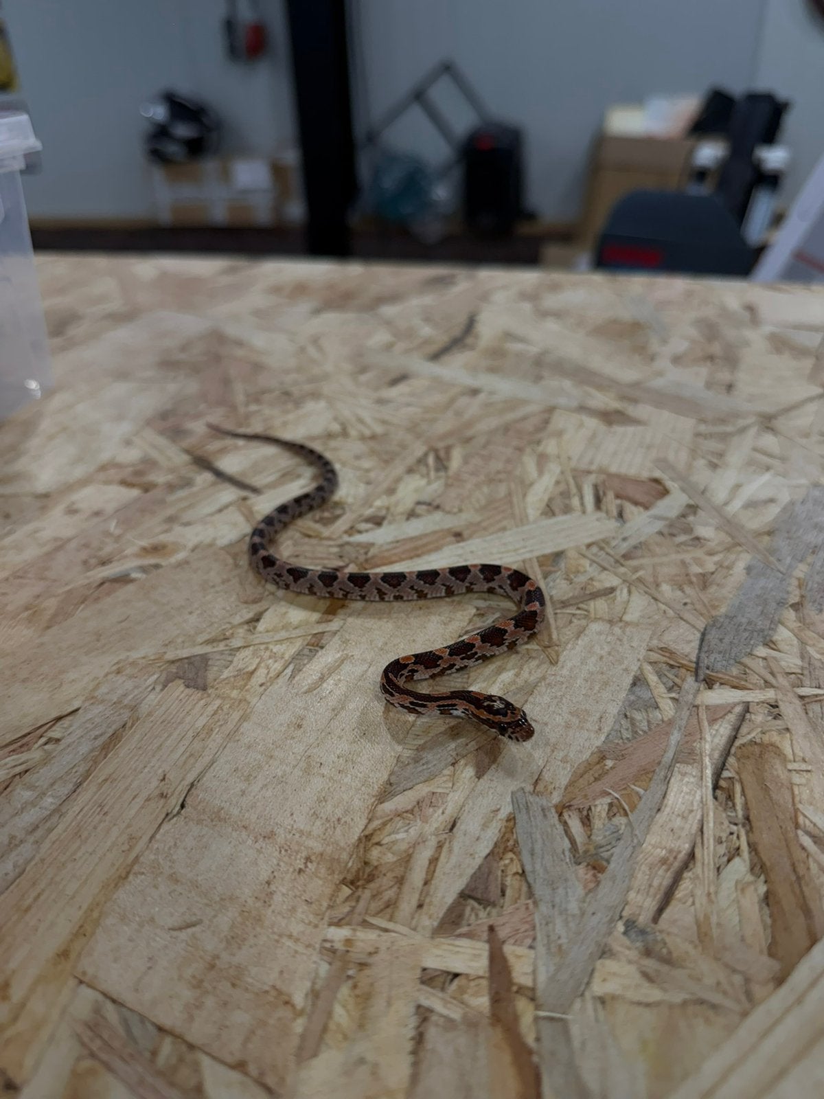 Diverse baby Rattenslangen Rat Snake photo 4