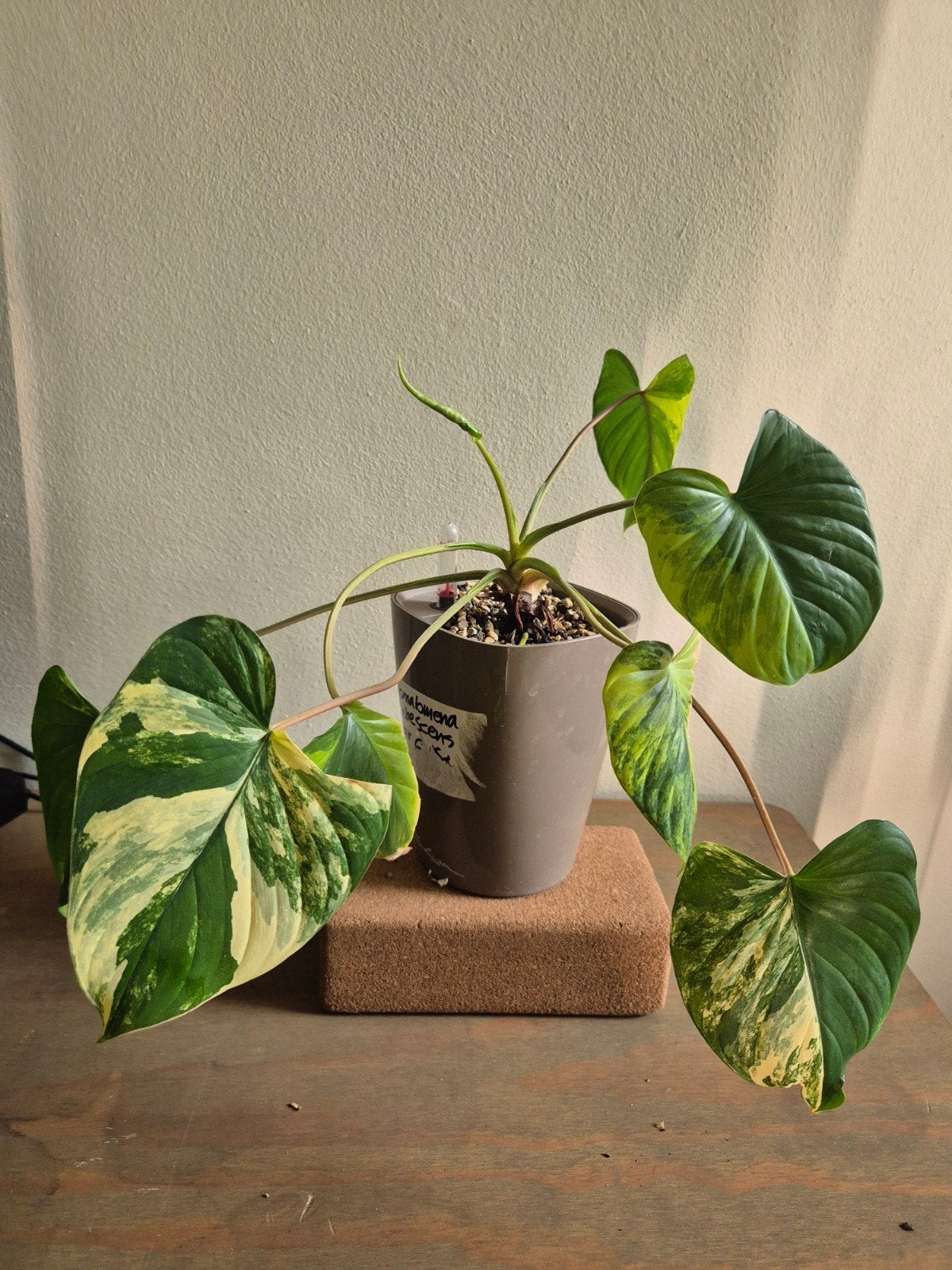 Homalomena Rubescens Variegata, Huis en Inrichting, Kamerplanten, Ophalen of Verzenden, Halfschaduw, Minder dan 100 cm