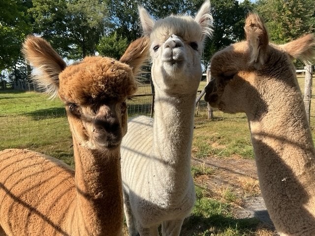 Alpaca hengstjes, ruinen groepje!, Juni, Mannelijk