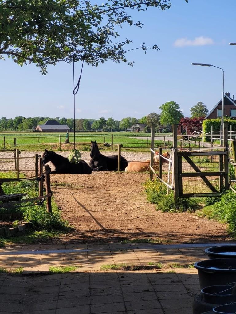 Stalling aangeboden kleinschalige paddock paradise, Weidegang, 1 paard of pony