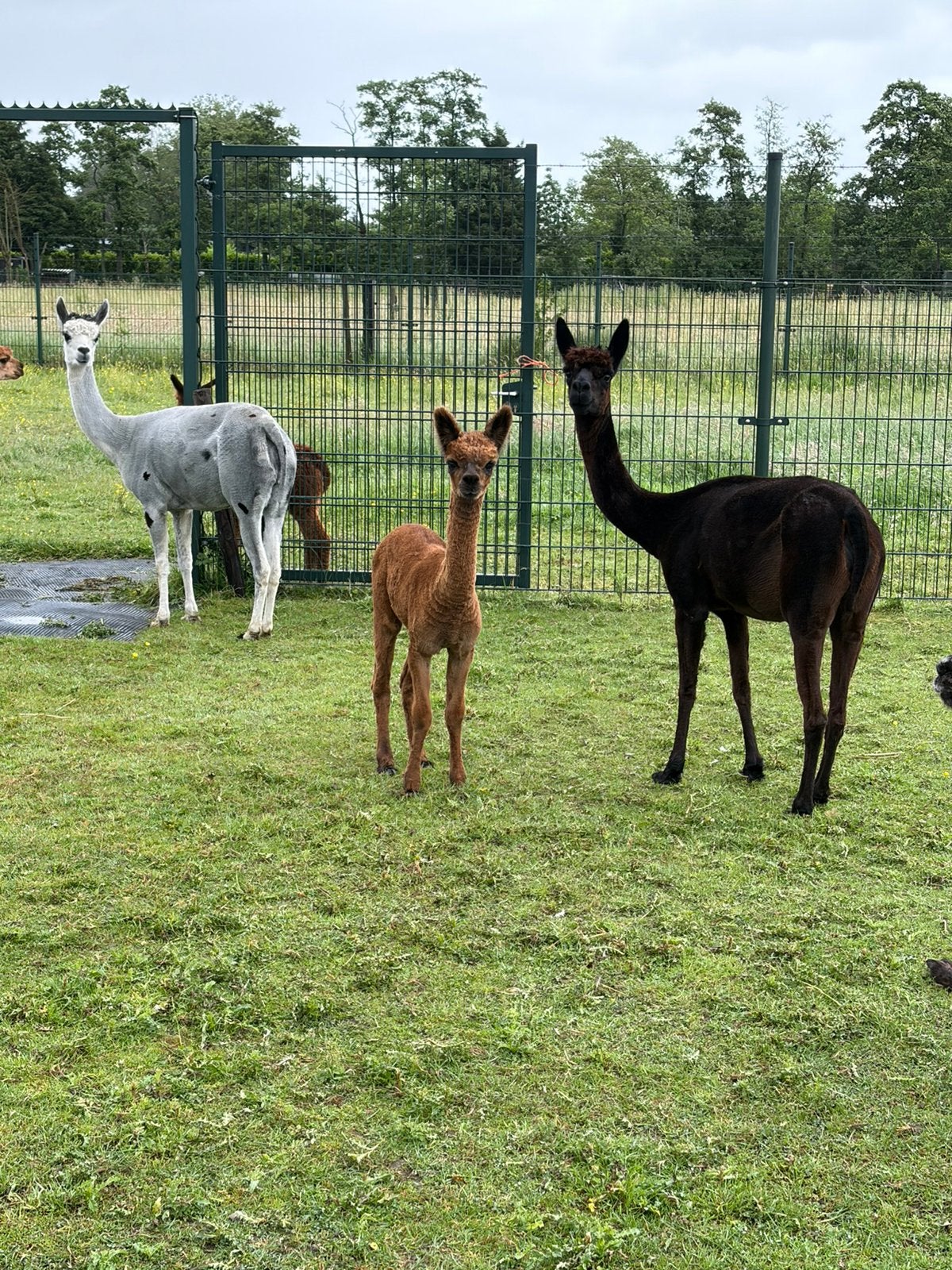 Alpaca hengst, Dieren en Toebehoren, Overige Dieren, Januari, Mannelijk
