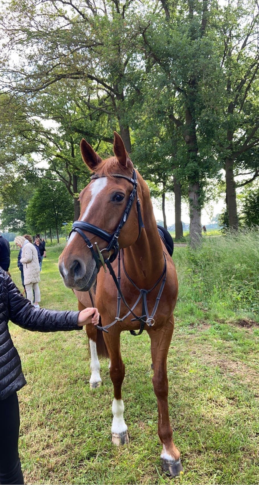 Recreactiepaard, buitenritpaard te koop, Dieren en Toebehoren, Merrie, 11 jaar of ouder, Met stamboom, B