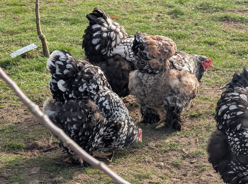 brahma broedeieren, Dieren en Toebehoren, Pluimvee, Geslacht onbekend, Kip