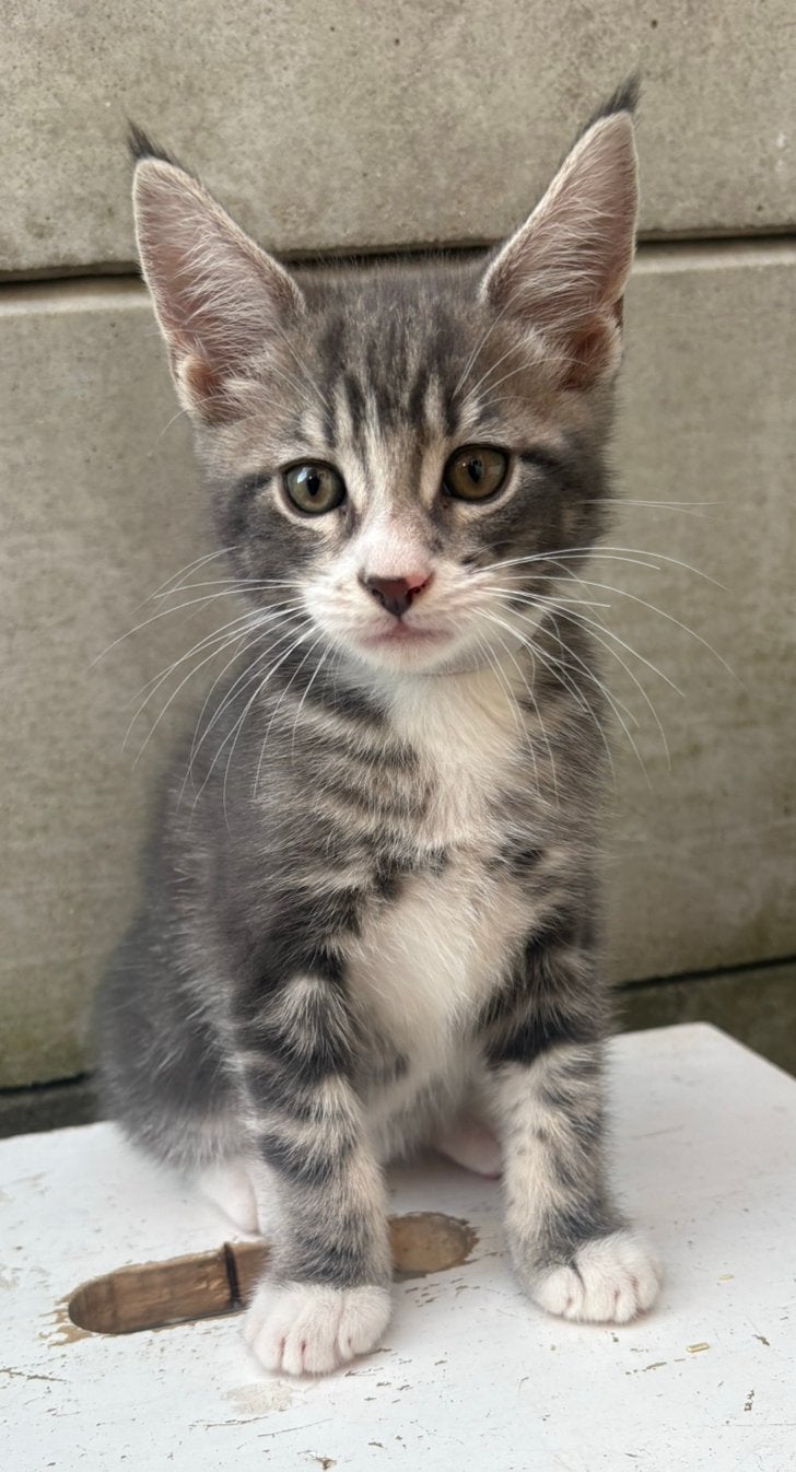 Silver Maine Coon kater – aanhankelijke knuffelbeer, Dieren en Toebehoren, Kater, 0 tot 2 jaar