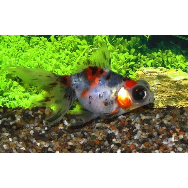 Calico sluierstaart met telescoopogen, Dieren en Toebehoren, Vissen | Aquariumvissen, Vis, Zoetwatervis