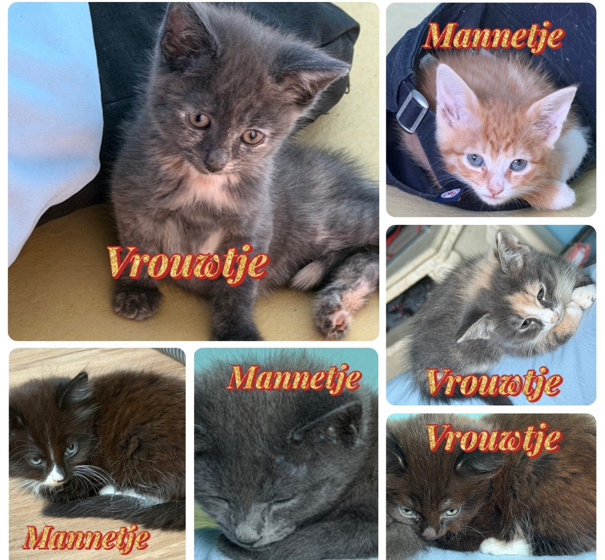 Te koop kittens, Meerdere dieren