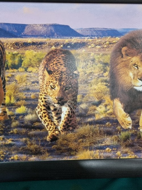 Schilderij prent tijger leeuw jaguar, Huis en Inrichting, Woonaccessoires | Schilderijen, Tekeningen en Foto's, Ophalen of Verzenden