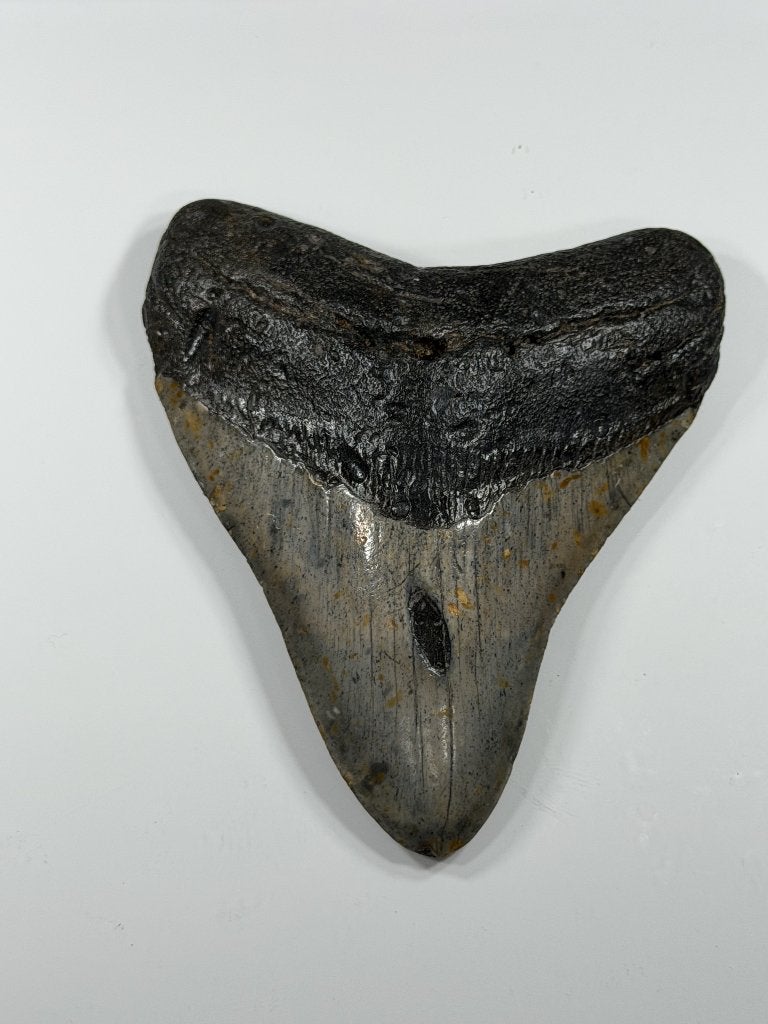Megalodon tand XL -Nergens goedkoper #6, Verzamelen, Ophalen of Verzenden, Fossiel