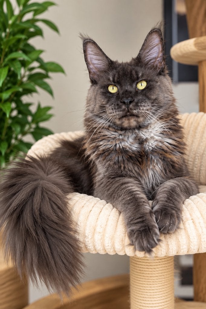 Maine coon poes met mooi kampioen stamboom Russisch lijn, Poes, Met stamboom