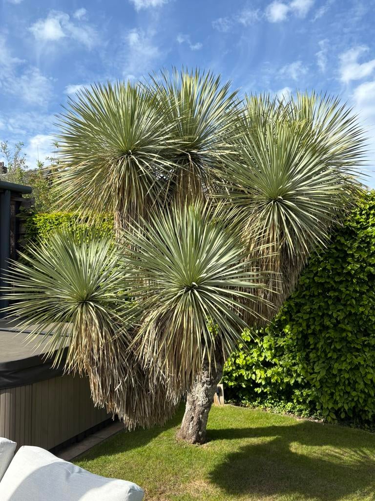 Te koop unieke Yucca Rostrata, Volle zon, Vaste plant, Lente, Ophalen