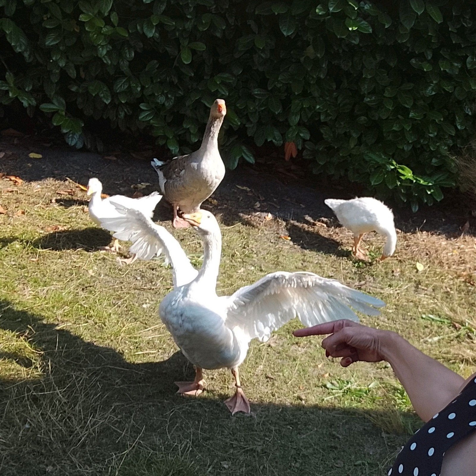 ganzen koppel + 2 jongen, Meerdere dieren, Gans of Zwaan