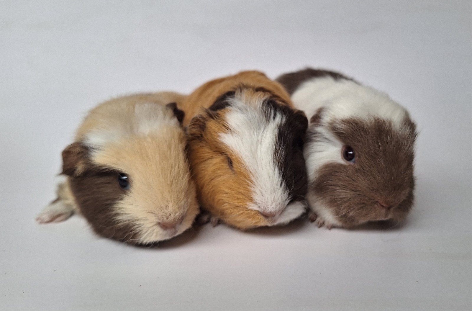 Meerdere jonge Ch teddy beertjes - choco/creme/wit, Dieren en Toebehoren, Knaagdieren, Cavia, Juli, Meerdere dieren, Tam